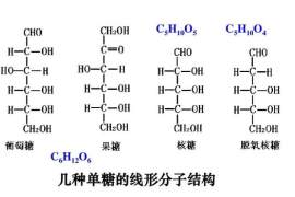 生命，竟然如此简单（二）：不过几种分子，糖、核苷酸、氨基酸..