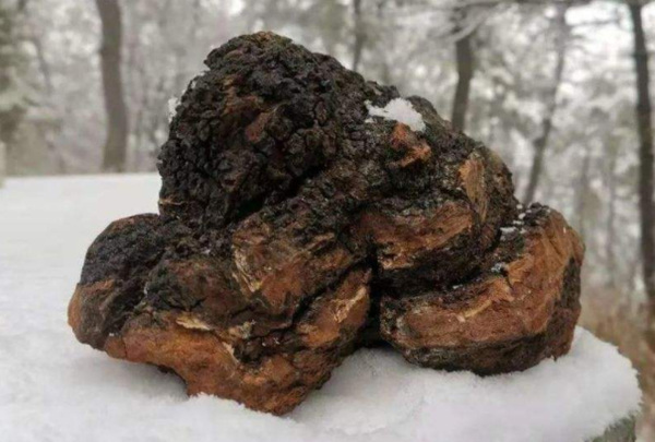 桦树茸是什么东西有什么作用：一种药用真菌(可助消化)