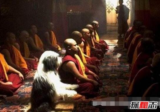 人死后会投胎吗？脱离六道轮回在中阴身阶段后转世重生