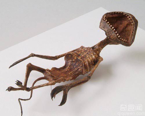 震惊！惊现精灵躯体标本