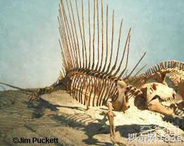在恐龙之前，十种远古异兽