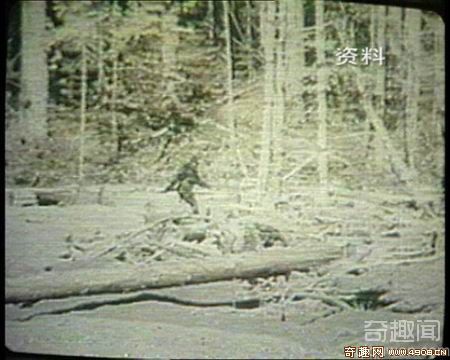 中国20位专家再次前往神农架科考野人