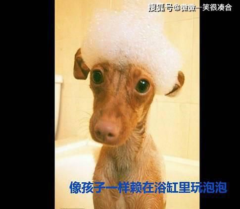 八戒是做老公的最理想人选