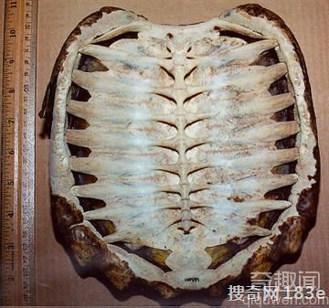 在恐龙之前，十种远古异兽
