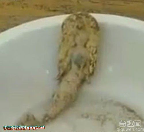石家庄惊现诧异美人鱼真实报道 国内为首次(视频组图) 石家庄惊现诧异美人鱼真实报道 国内为首次(视频组图)