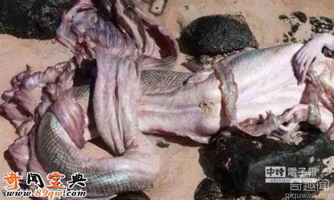 澳洲海滩渔民发现美人鱼尸体 神秘传说再度引爆 澳洲海滩渔民发现美人鱼尸体 神秘传说再度引爆