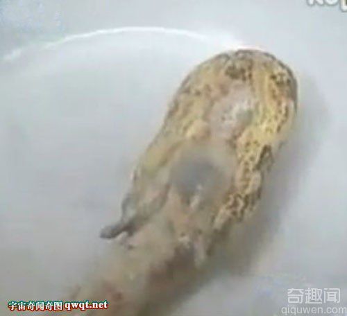 石家庄惊现诧异美人鱼真实报道 国内为首次(视频组图) 石家庄惊现诧异美人鱼真实报道 国内为首次(视频组图)