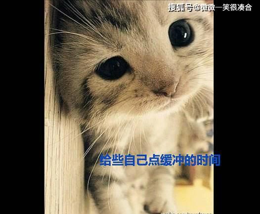 八戒是做老公的最理想人选