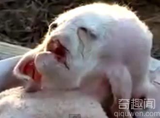 中东流传酷似人脸八只脚疑似"外星生物"