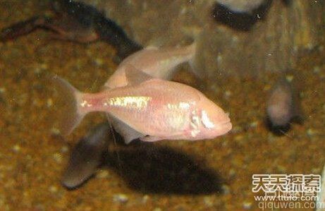 盘点超能力鱼类：喷火鱼居然能喷火