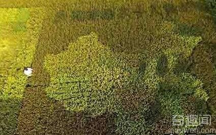 佩服不已！退休老人用水稻绘制出中国地图