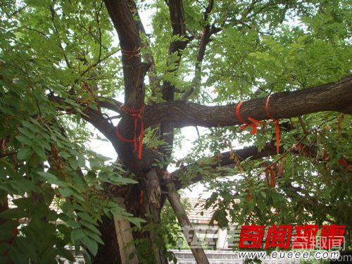 全球十大最为古怪的婚俗：新郎箭射新娘