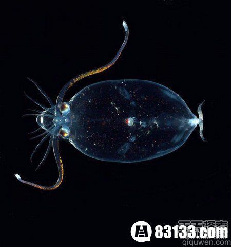盘点自然界会隐身的动物：幽灵虾与玻璃蛙