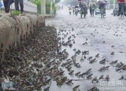 为什么动物能预测地震 哪些动物能预测地震