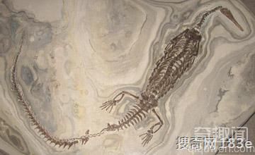 在恐龙之前，十种远古异兽