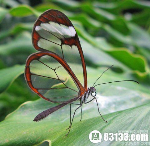 盘点自然界会隐身的动物：幽灵虾与玻璃蛙