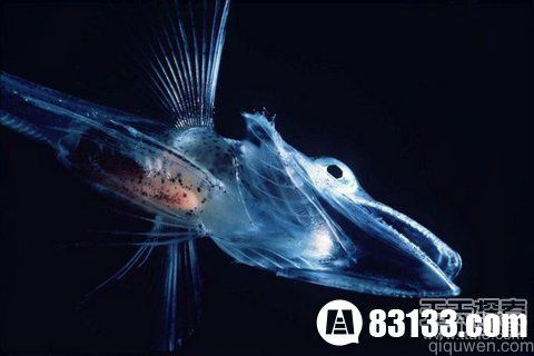 盘点自然界会隐身的动物：幽灵虾与玻璃蛙
