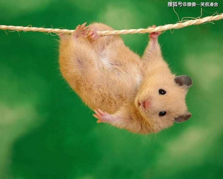 八戒是做老公的最理想人选