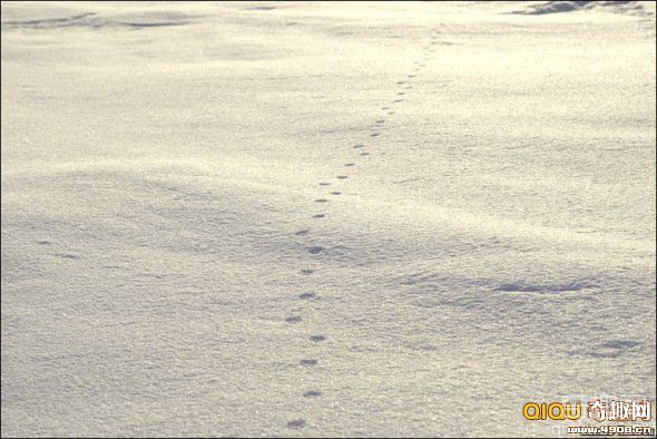 雪地精灵北极狐具有强大的导航本领