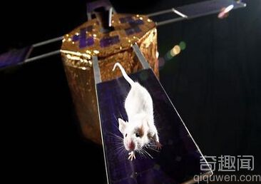 人类要想外星殖民 研究太空对哺乳动物繁殖的影响