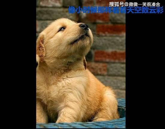 八戒是做老公的最理想人选