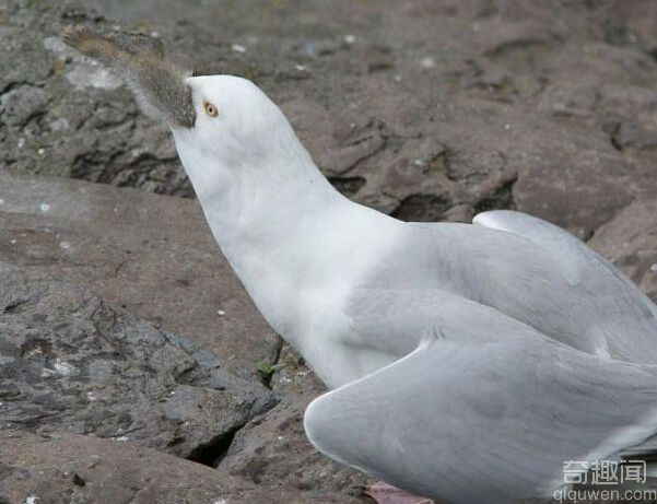 海鸥生吞兔子?爱尔兰海鸥厌倦吃鱼生吞整只兔子惊魂场面